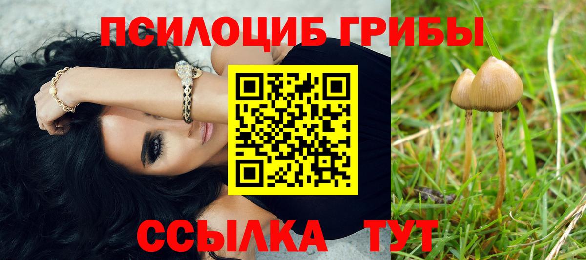 Псилоцибиновые грибы Psilocybine cubensis Курчалой